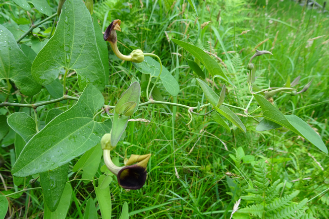 ウマノスズクサ