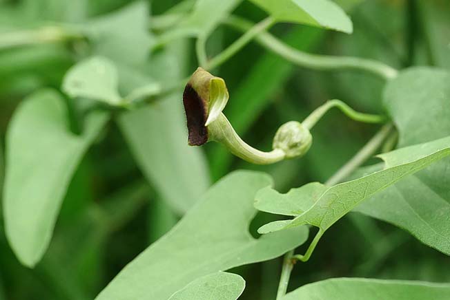 ウマノスズクサ