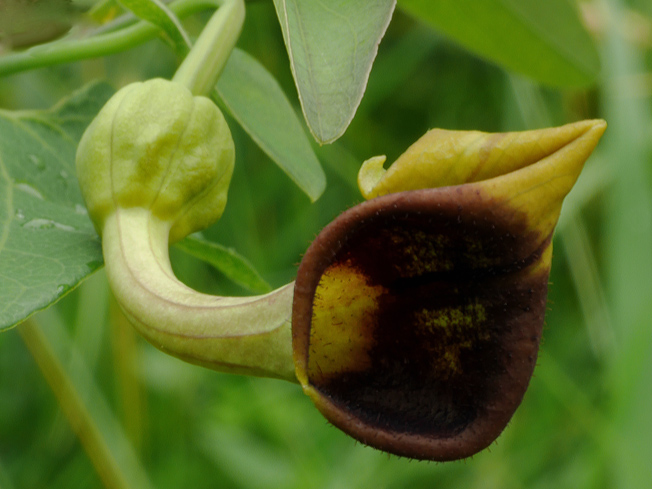 ウマノスズクサ