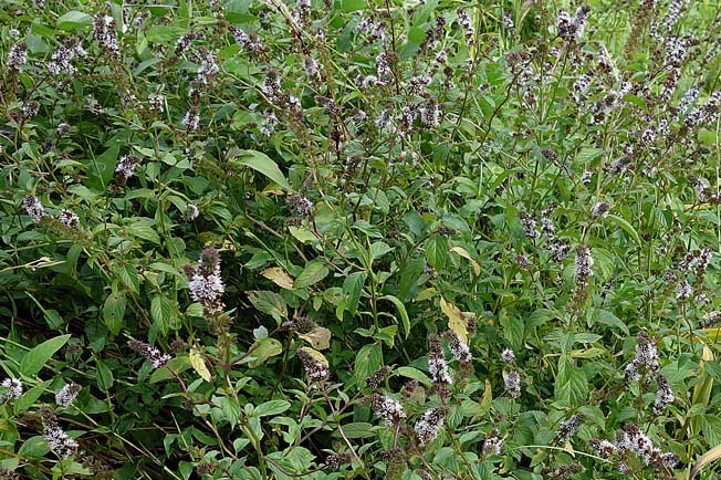 コショウハッカ