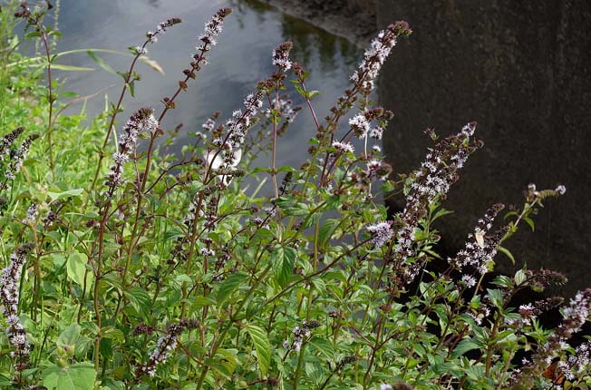 コショウハッカ