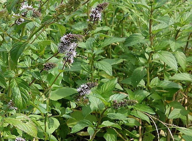 コショウハッカ