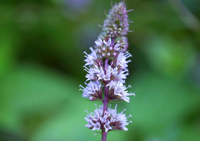 コショウハッカ