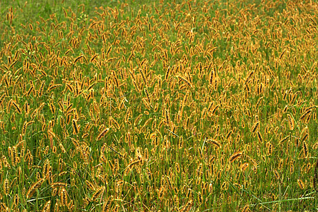 キンエノコログサ