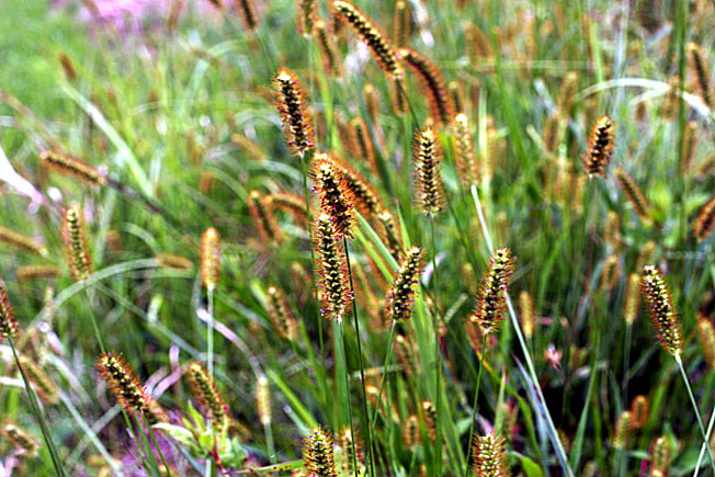 キンエノコログサ