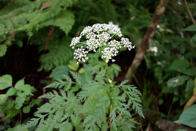 シラネセンキュウ