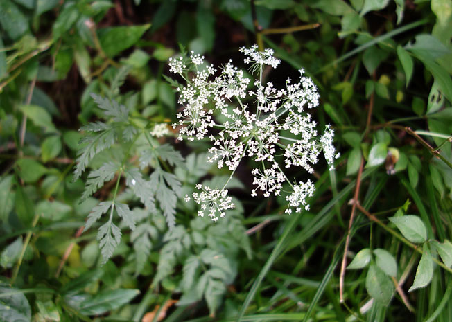 シラネセンキュウ