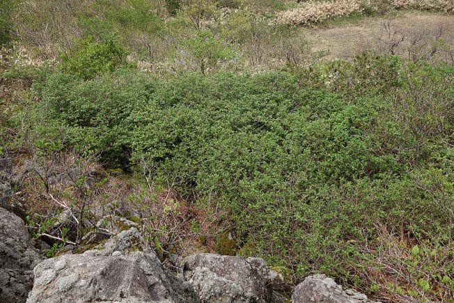 エゾヒョウタンボク