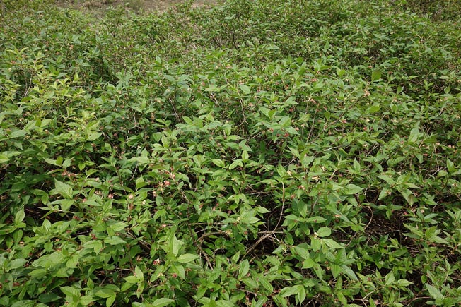 エゾヒョウタンボク