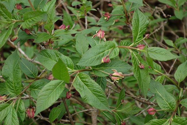 エゾヒョウタンボク