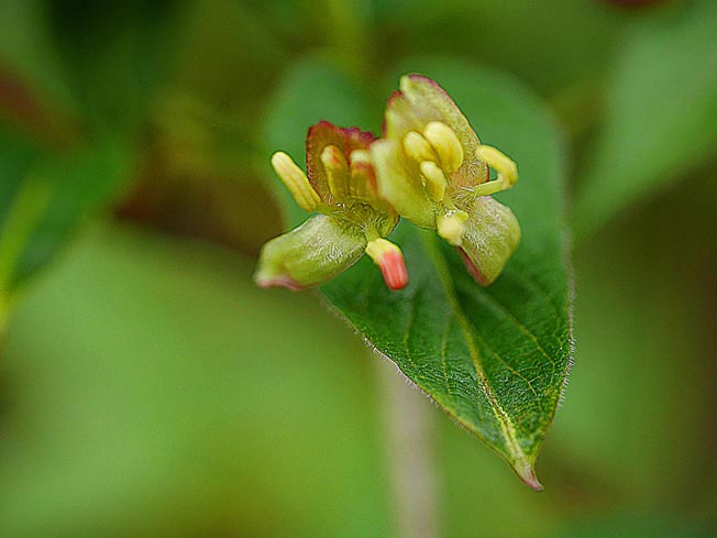 エゾヒョウタンボク