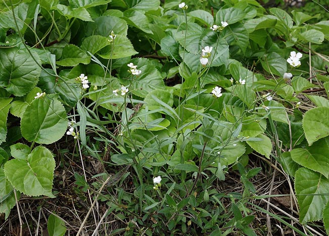 ミヤマハタザオ