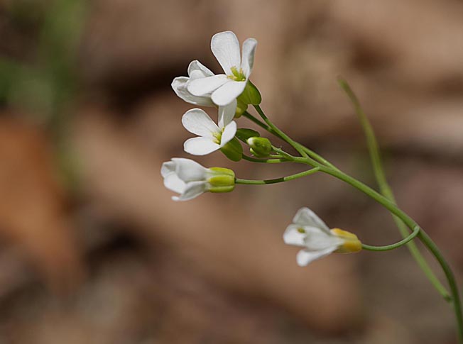 ミヤマハタザオ