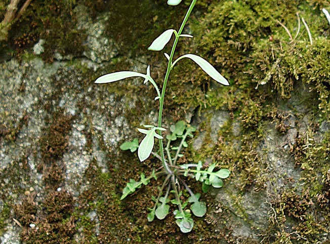 ミヤマハタザオ