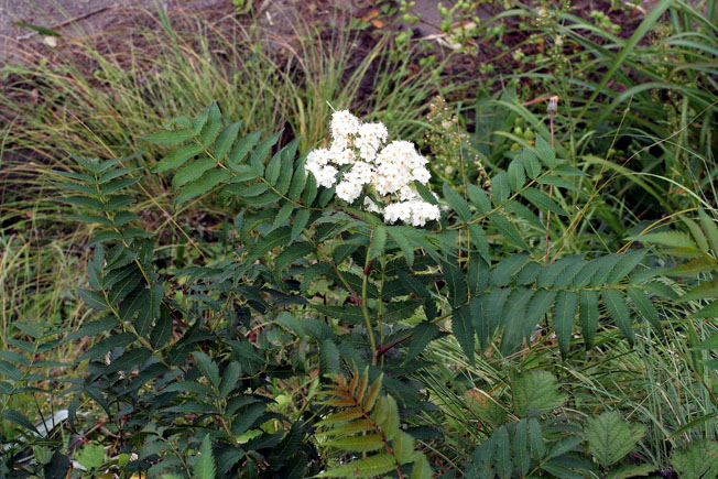 アイヅシモツケ