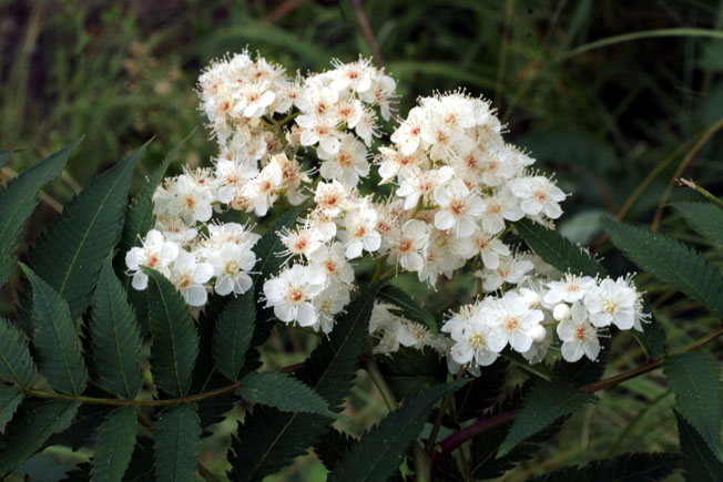 アイヅシモツケ