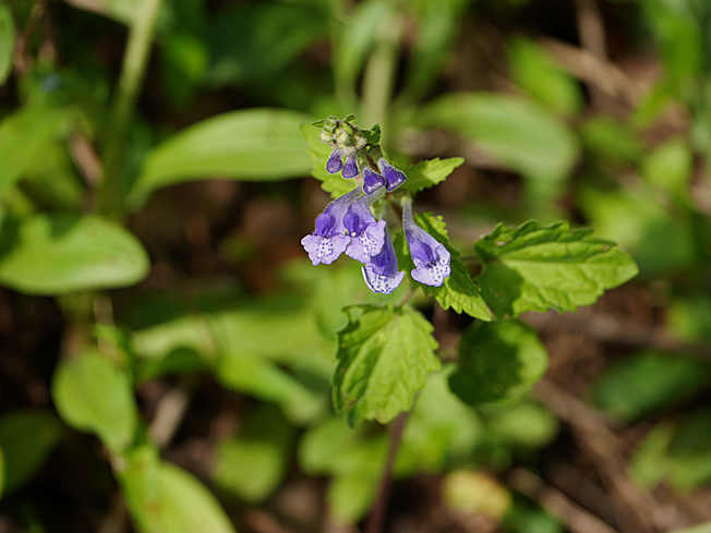 ヤマタツナミソウ
