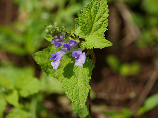 ヤマタツナミソウ