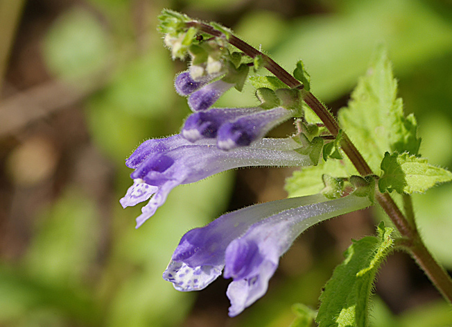 ヤマタツナミソウ