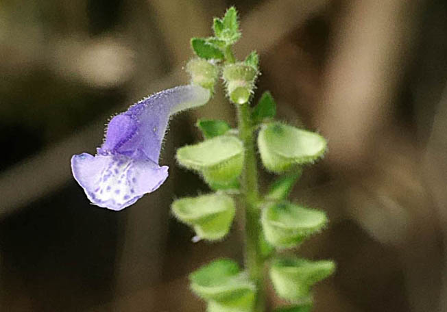 ヤマタツナミソウ