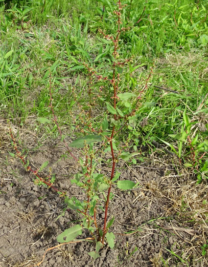 アレチギシギシ