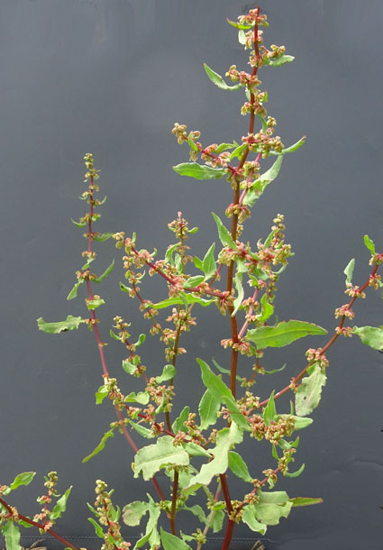 アレチギシギシ