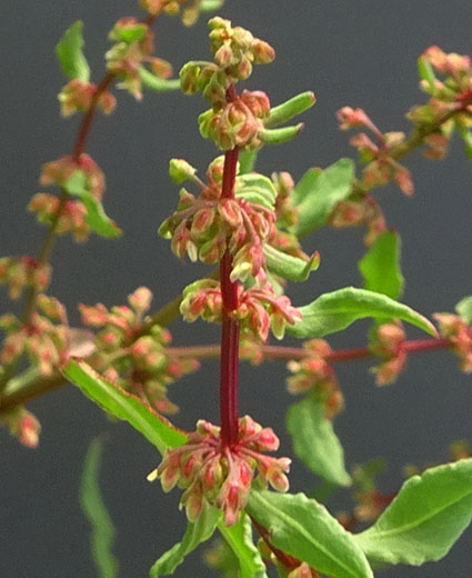 アレチギシギシ