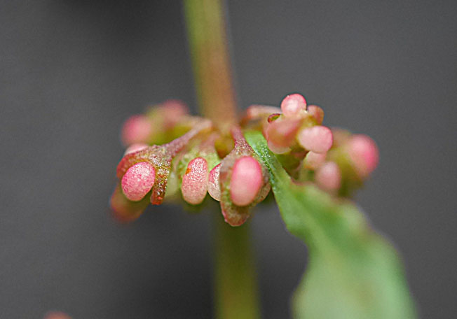 アレチギシギシ