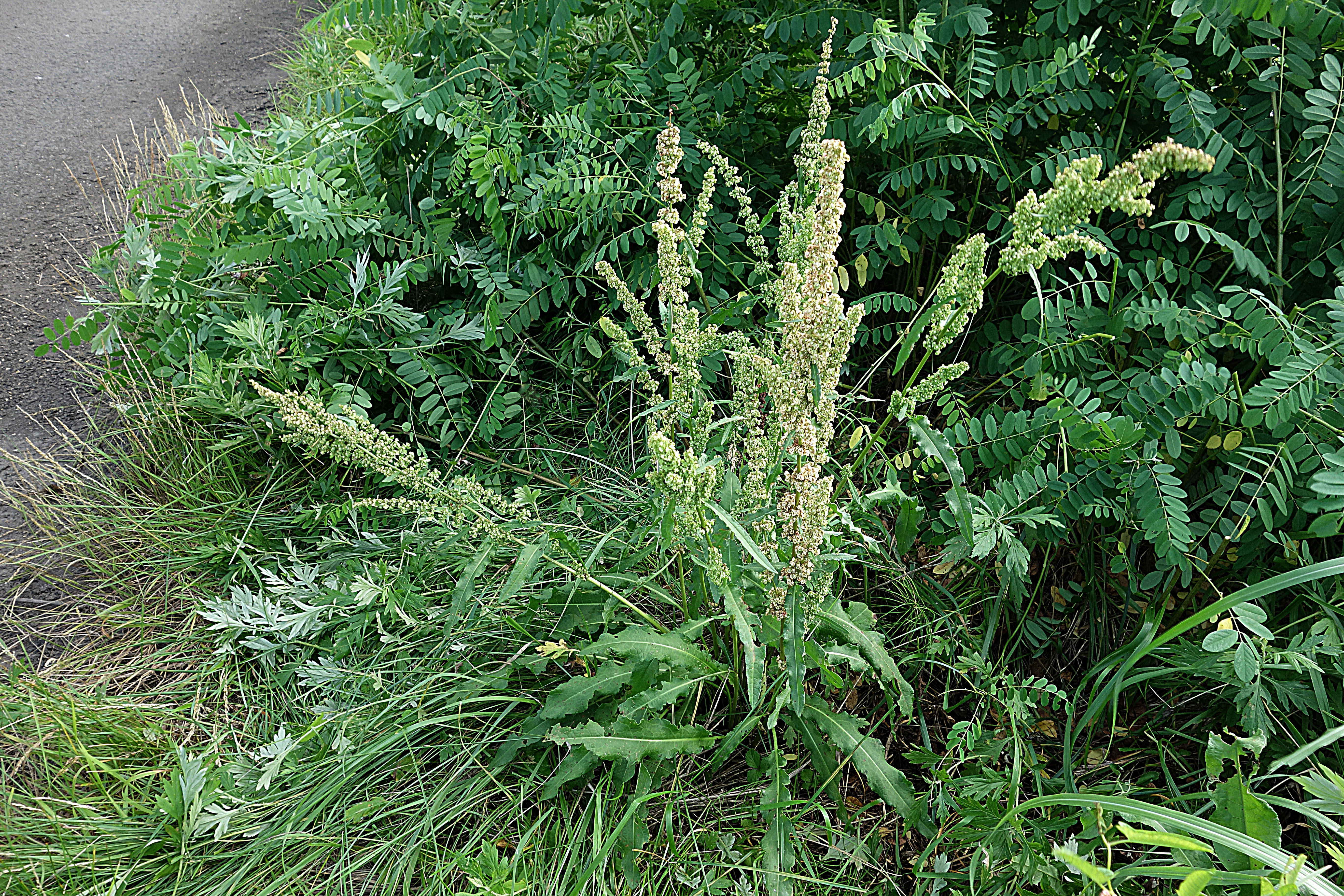 ナガバギシギシ