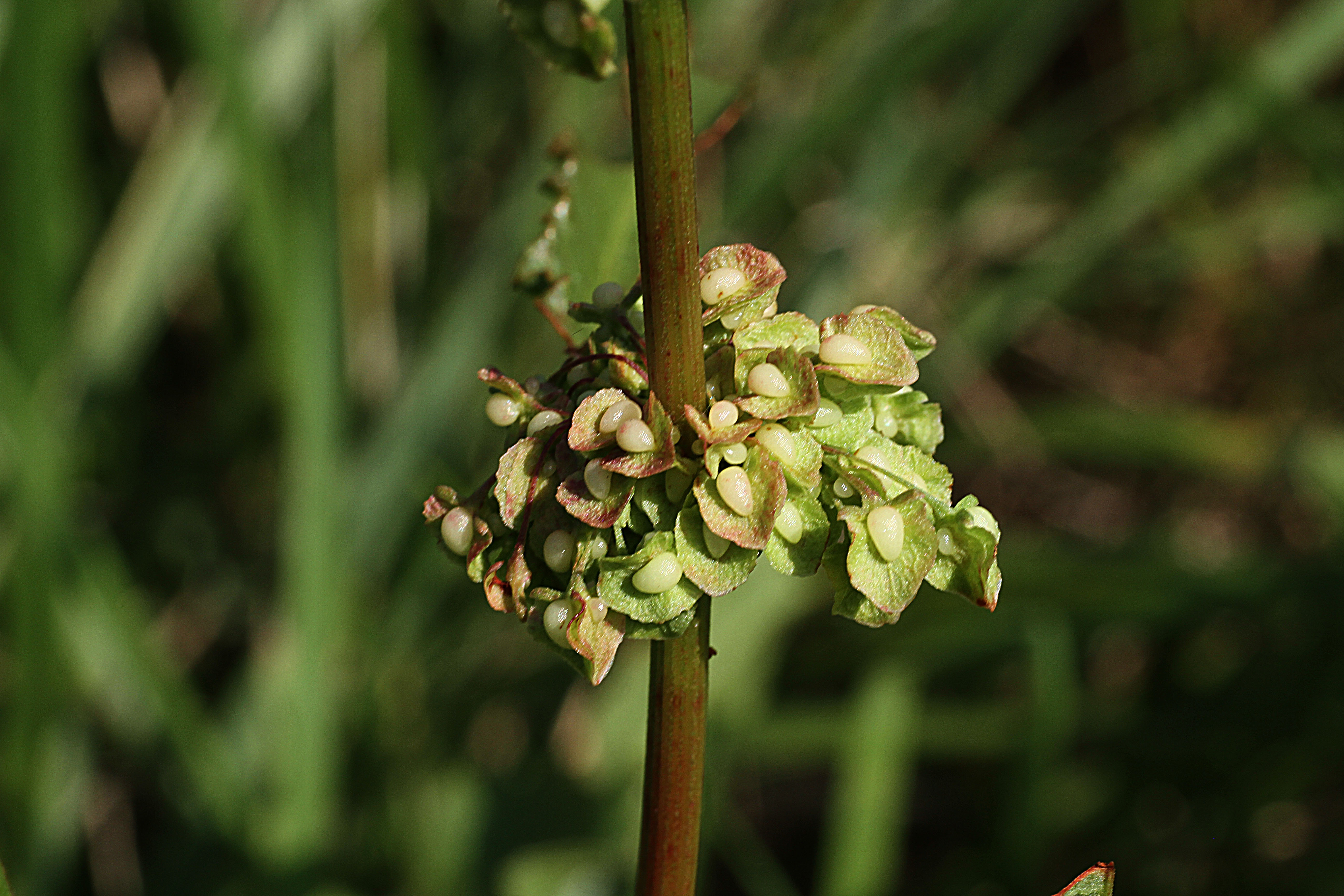 ナガバギシギシ
