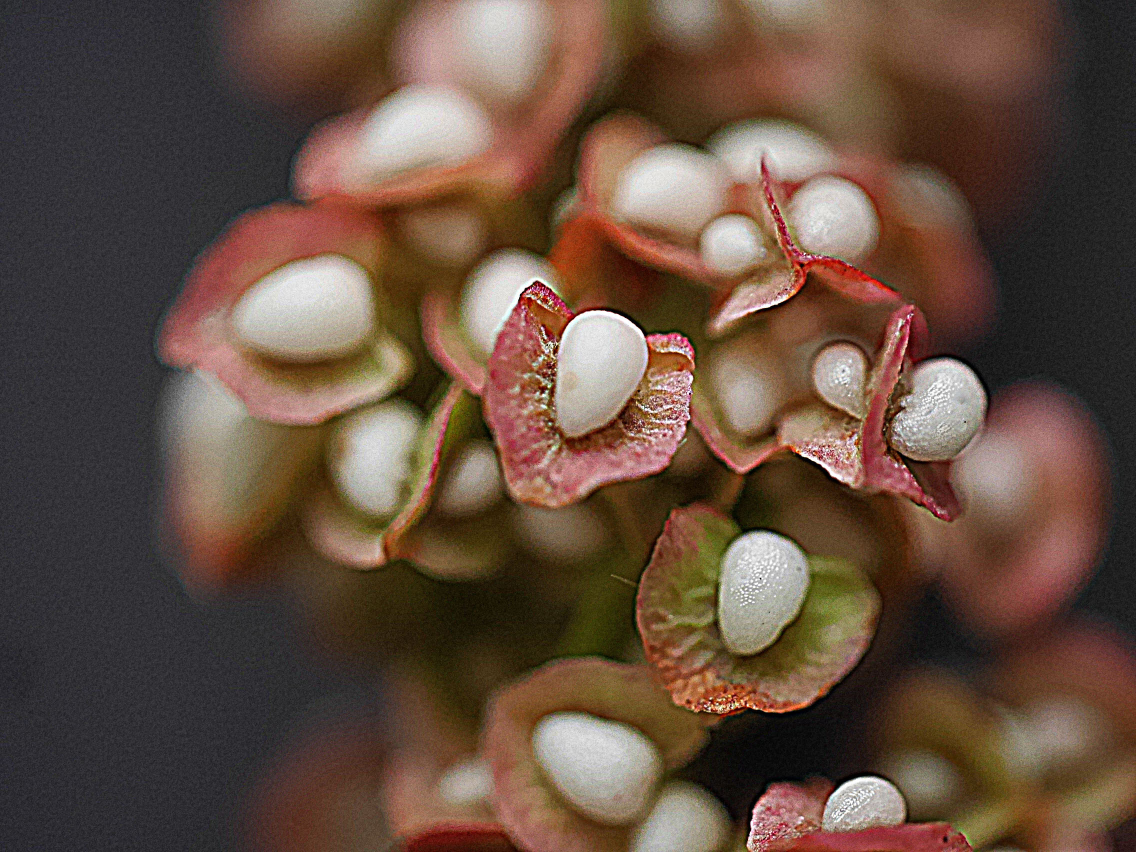 ナガバギシギシ