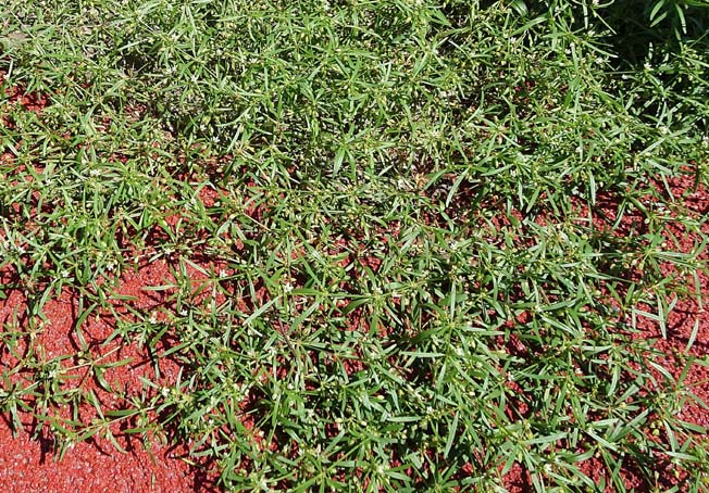 クルマバザクロソウ