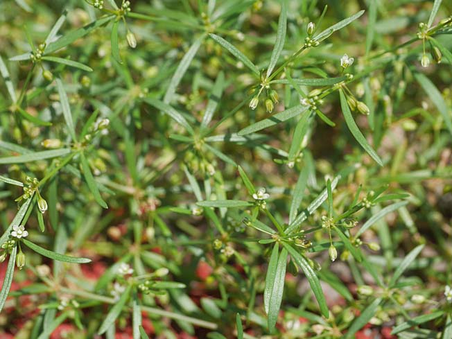 クルマバザクロソウ