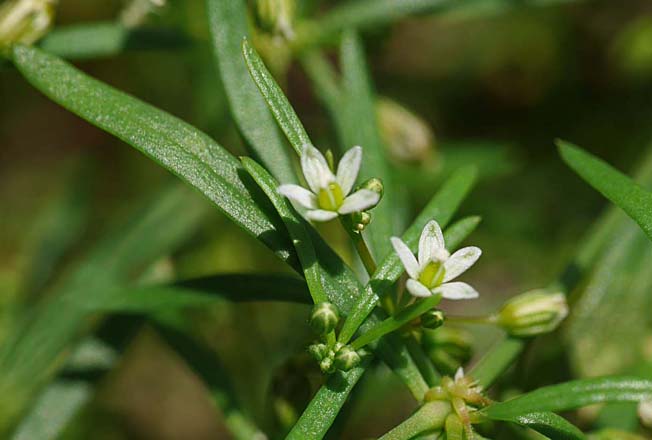 クルマバザクロソウ