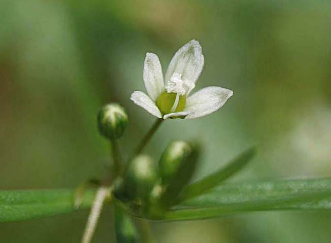 クルマバザクロソウ