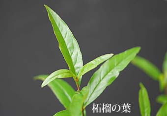 クルマバザクロソウ