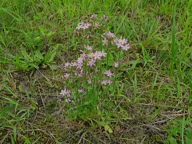 ハナハマセンブリ