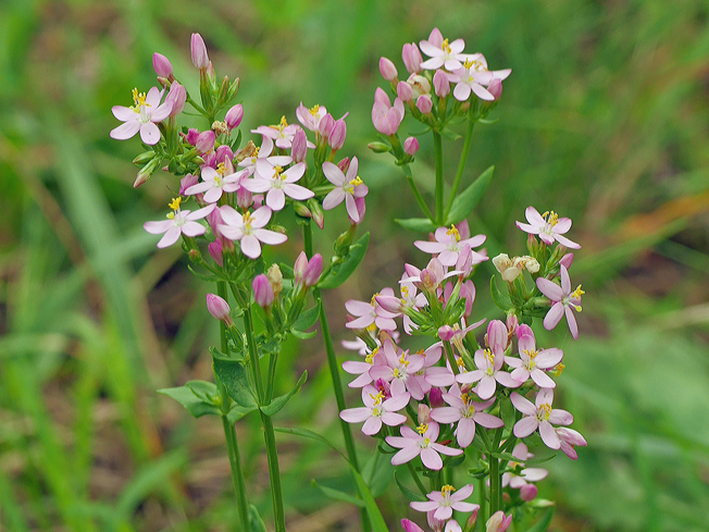ハナハマセンブリ