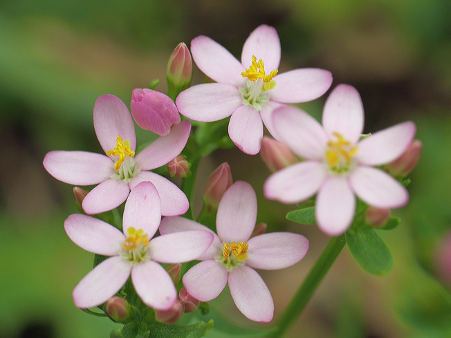 ハナハマセンブリ