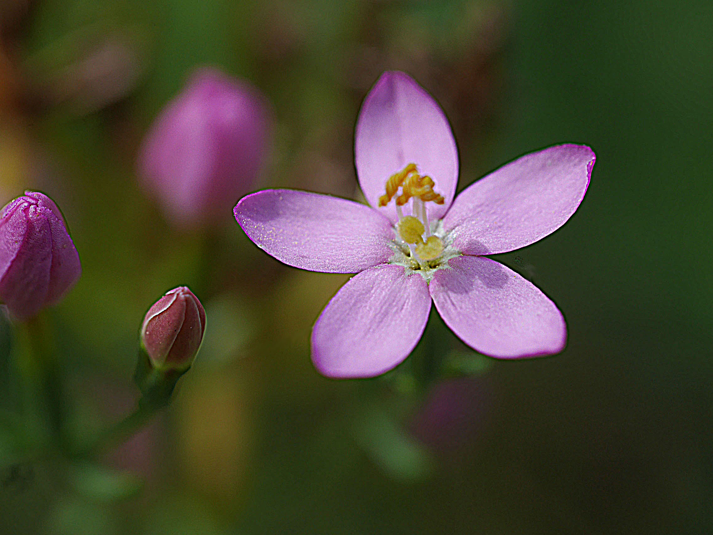 ハナハマセンブリ