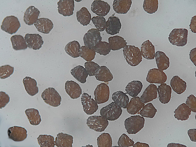 ハナハマセンブリ