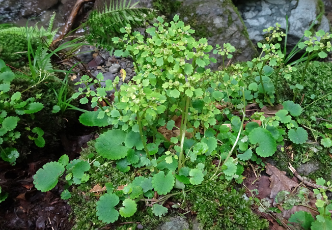 ヤマネコノメソウ