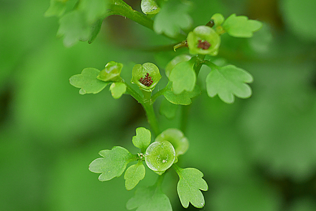 ヤマネコノメソウ