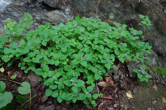 デワノタツナミソウ