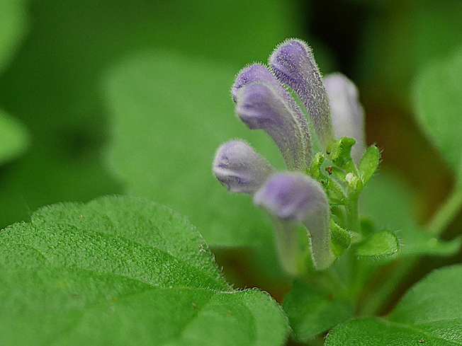 デワノタツナミソウ