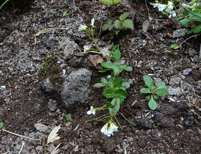 イワテハタザオ