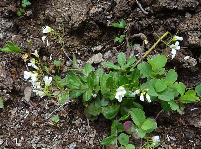 イワテハタザオ