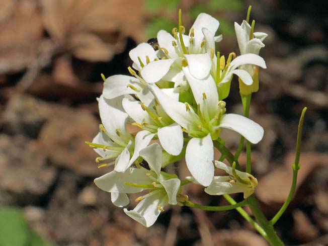 イワテハタザオ