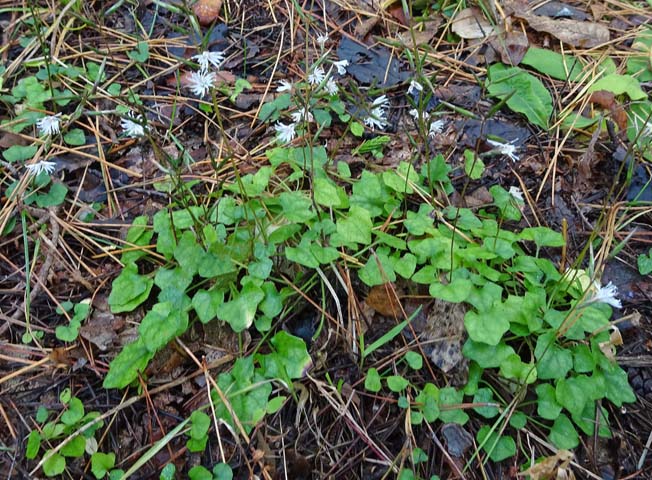 キッコウハグマ