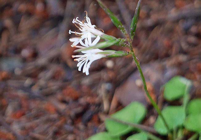 キッコウハグマ